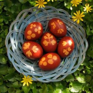 Fotografías Actividad Pisanica