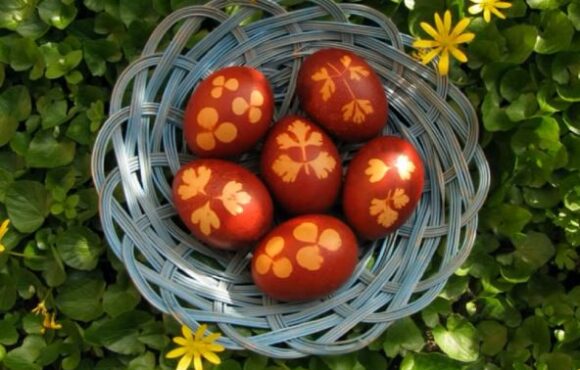 Fotografías Actividad Pisanica